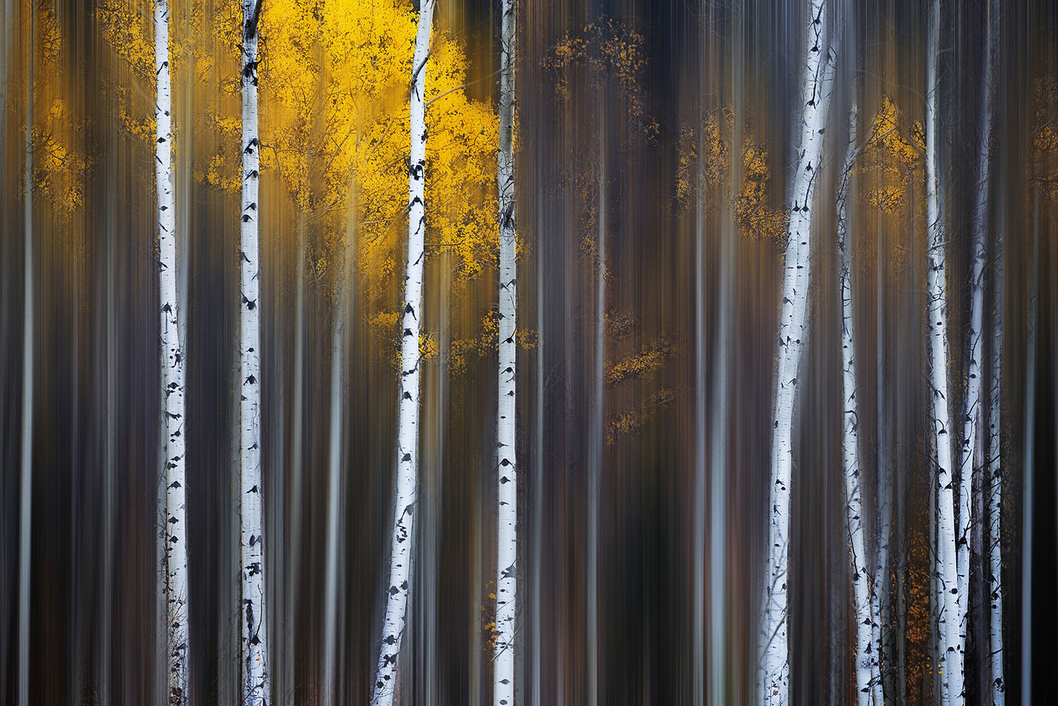 Tableau paysage Rideau d'automne, HEXOA