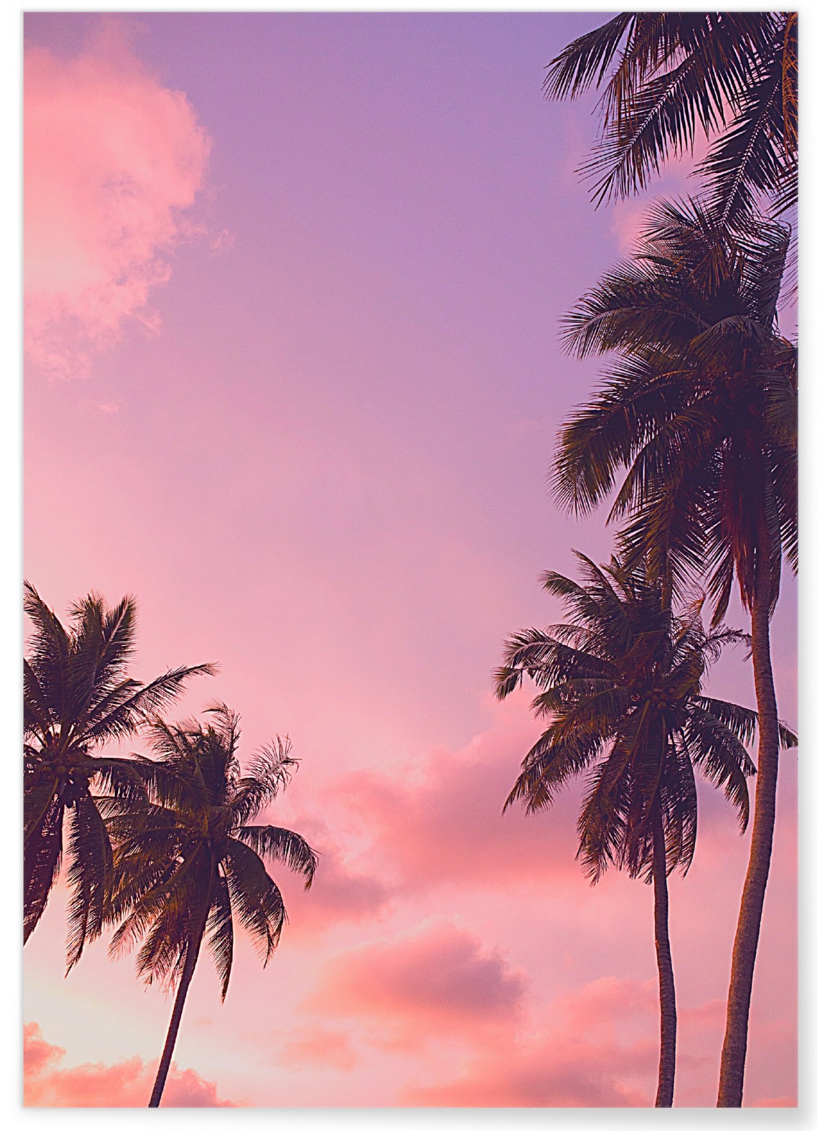 Poster Nature Ciel Rose 4, L'AFFICHERIE