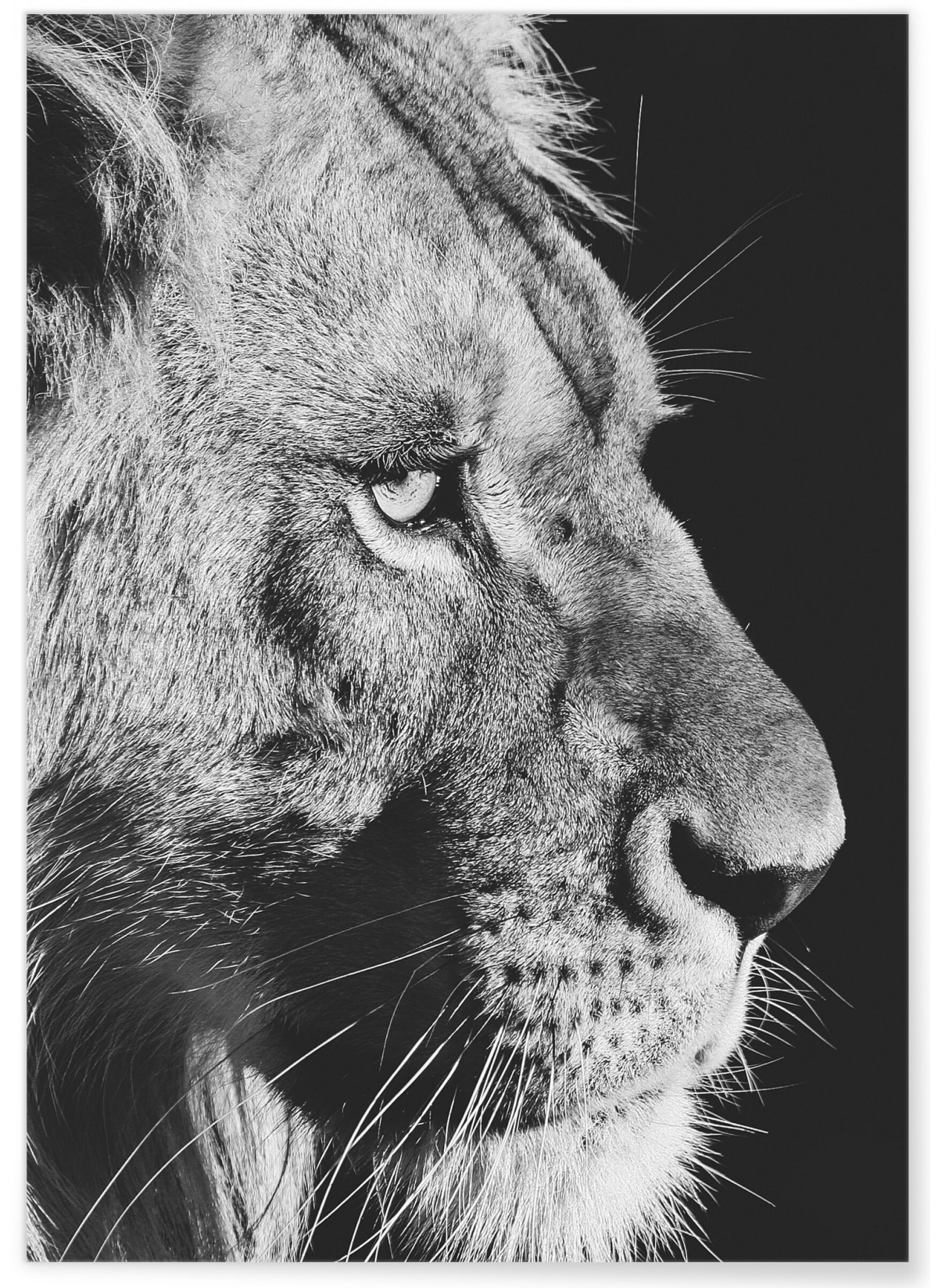 Poster Lion noir et blanc 4, L'AFFICHERIE