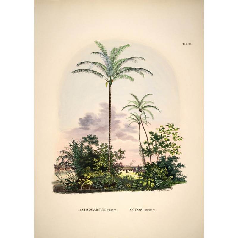 Affiche ancienne paysage tropical  Astrocaryum Vulgare Cocos, THE DYBDAHL CO