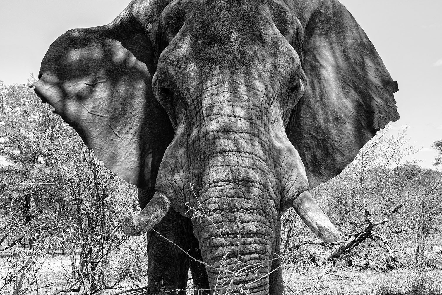 Tableau éléphant d'afrique, HEXOA