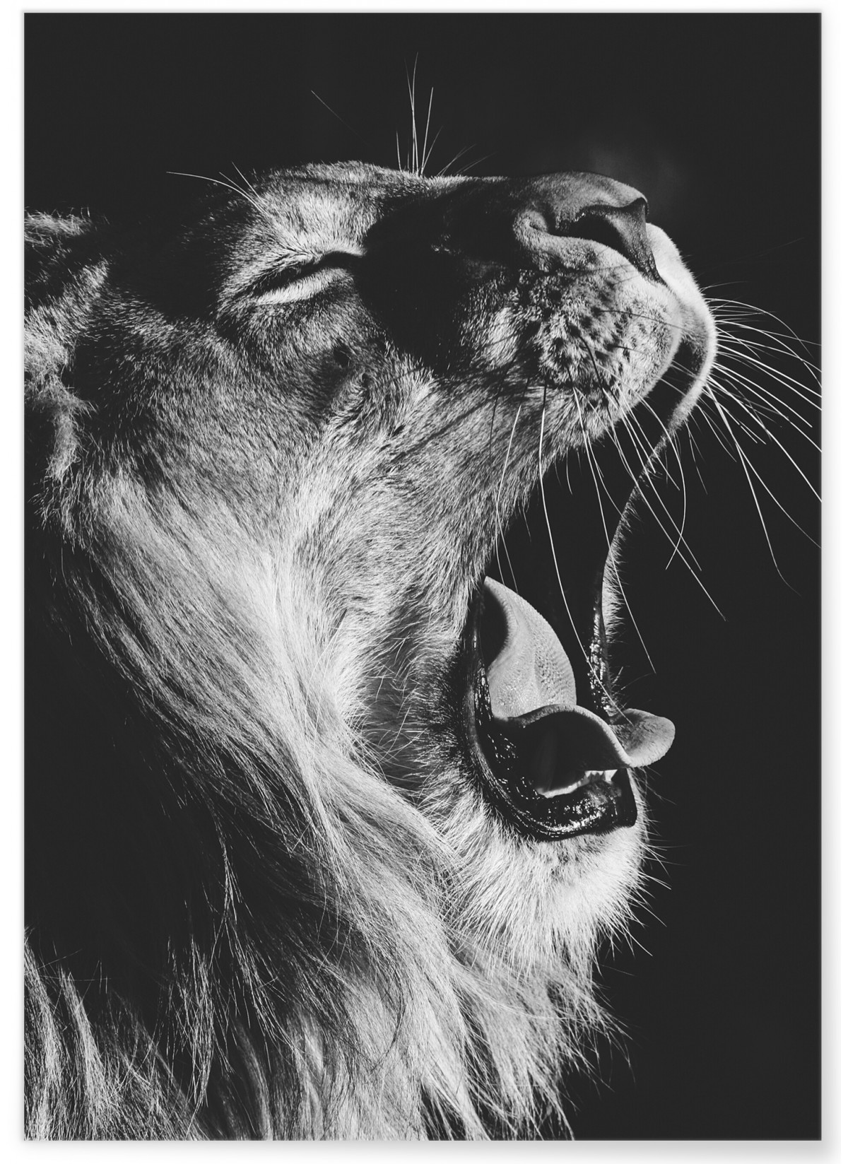 Poster Lion noir et blanc 2, L'AFFICHERIE