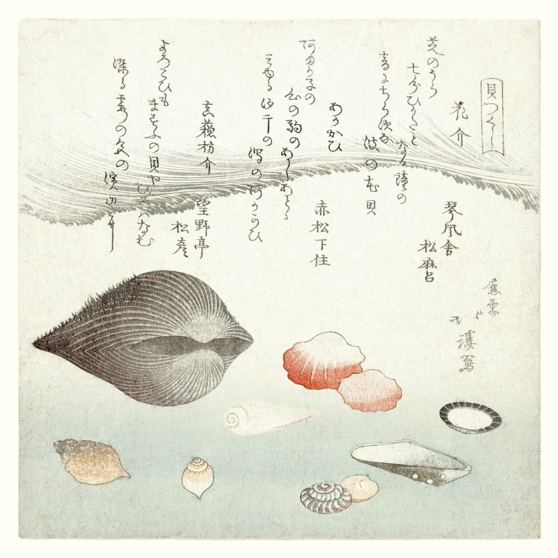Illustration japonaise palourdes Clams, THE DYBDAHL CO