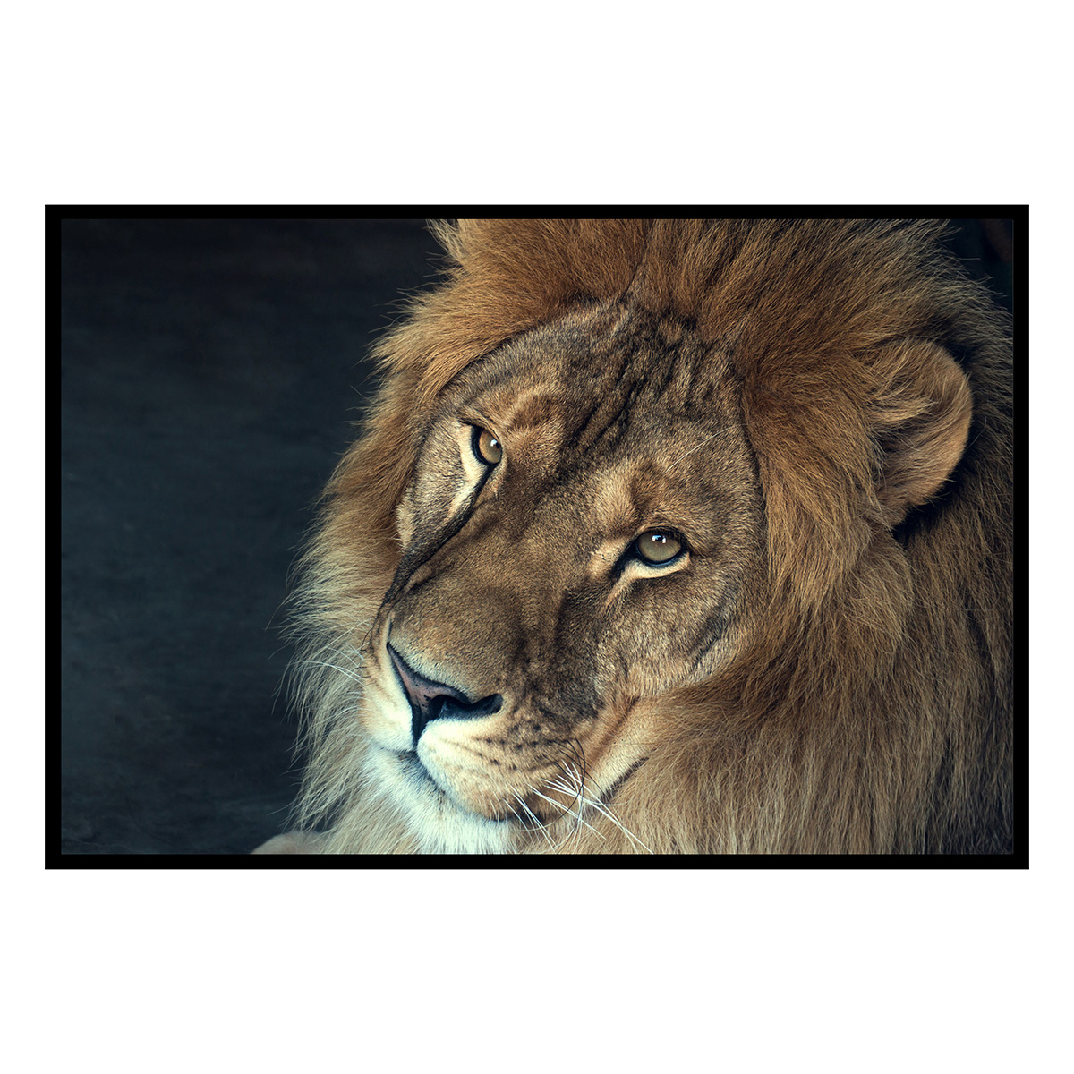 Affiche encadrée portrait lion couleur, HEXOA