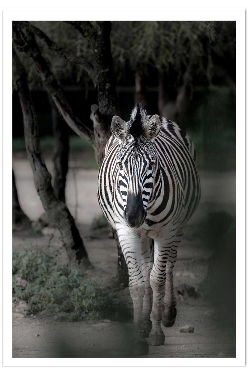 Affiche animaux zèbre en balade, HEXOA