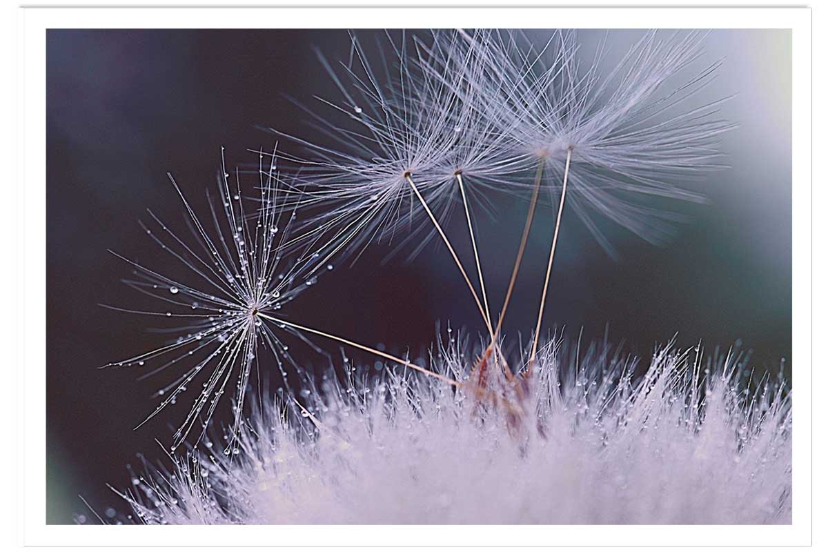Affiche fleurs dandelion seeds, HEXOA