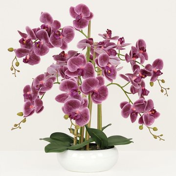 Orchidée violette | La Redoute