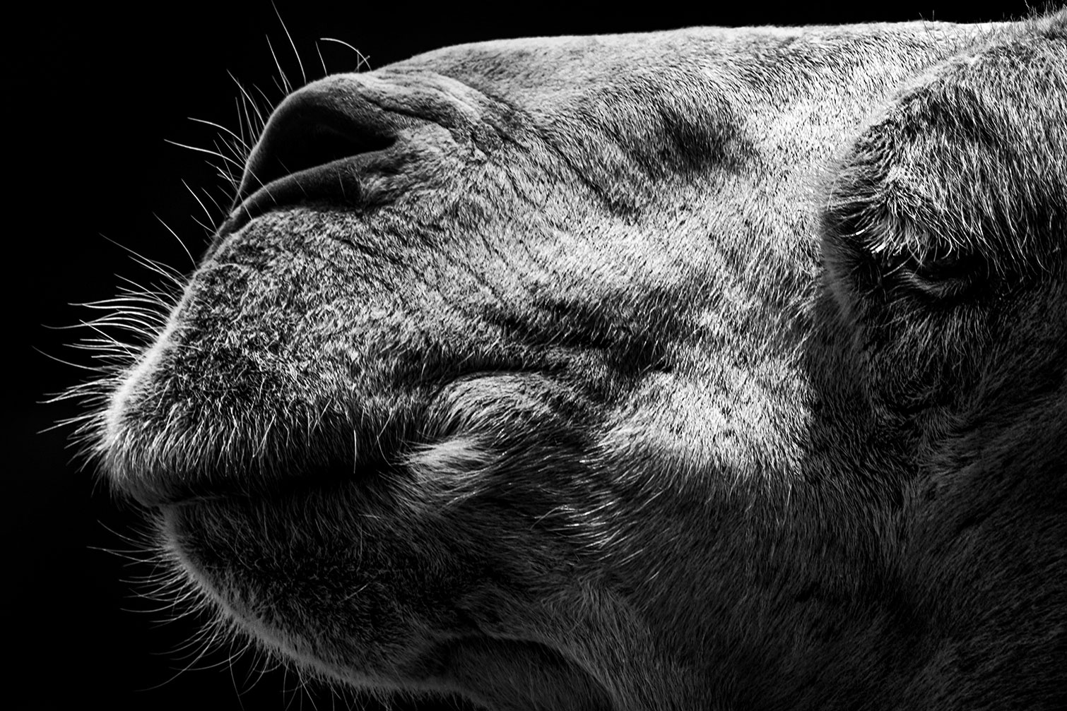 Tableau animaux Portrait de chameau, HEXOA