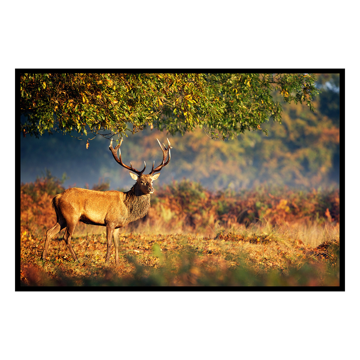 Affiche encadrée cerf en forêt automnale, HEXOA