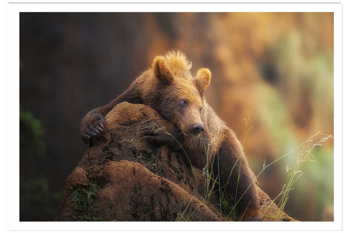 Affiche portrait d'ours, HEXOA