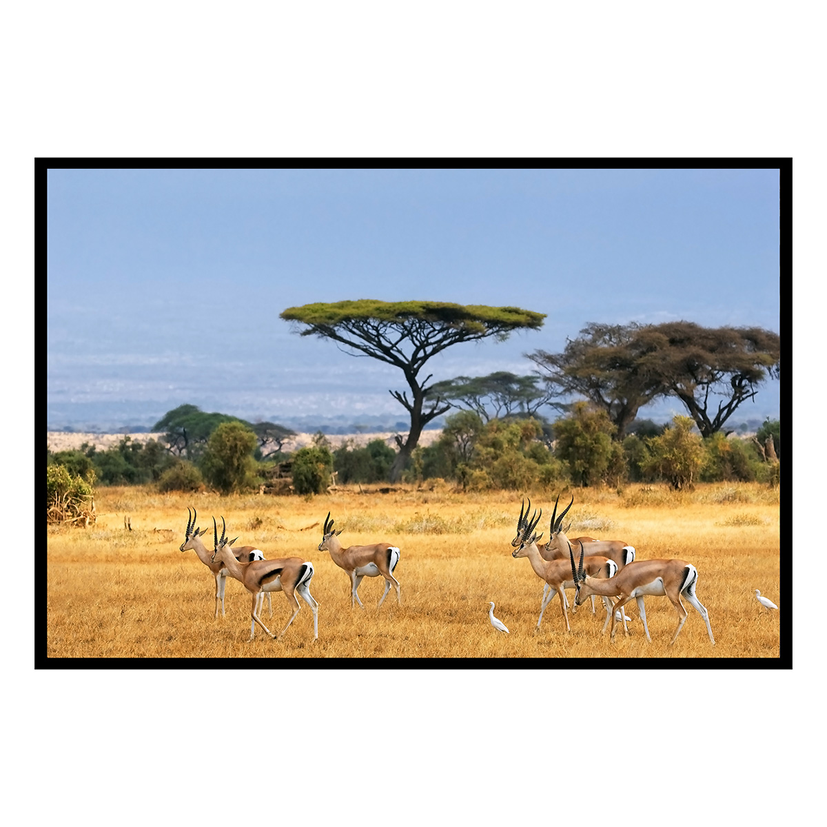 Affiche encadrée antilopes dans la savane africaine, HEXOA