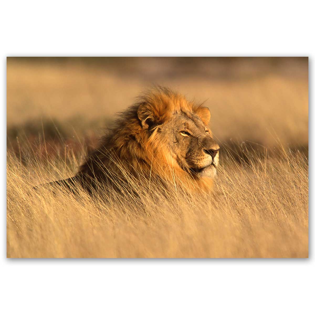 Tableau lion majestueux dans la savane dorée, HEXOA