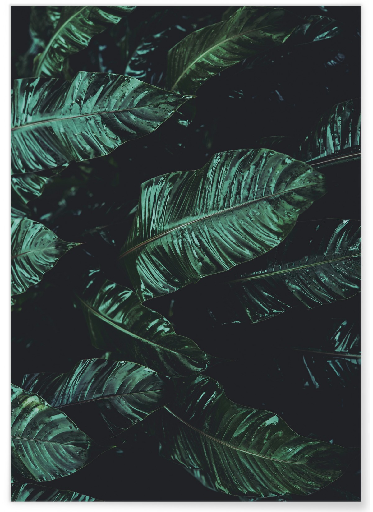 Poster Nature feuille de palmier de banane, L'AFFICHERIE