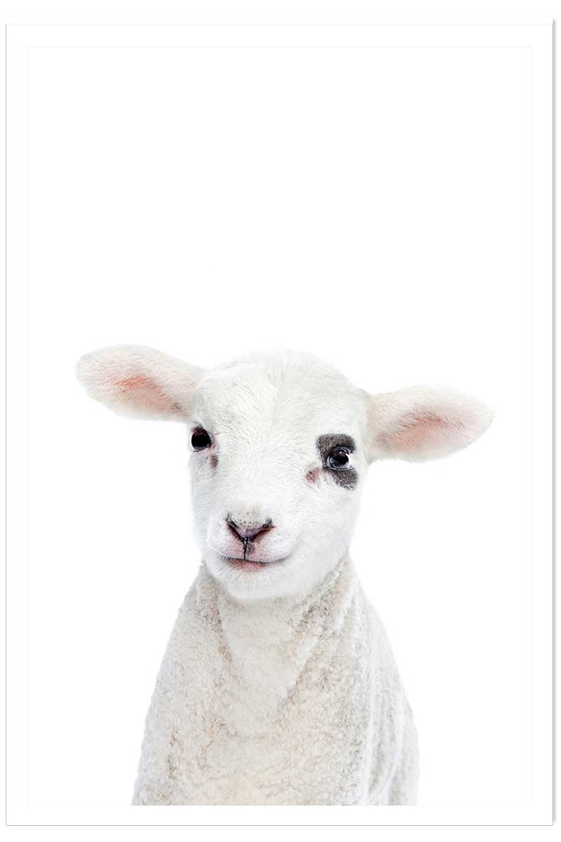 Affiche enfant bébé agneau, HEXOA