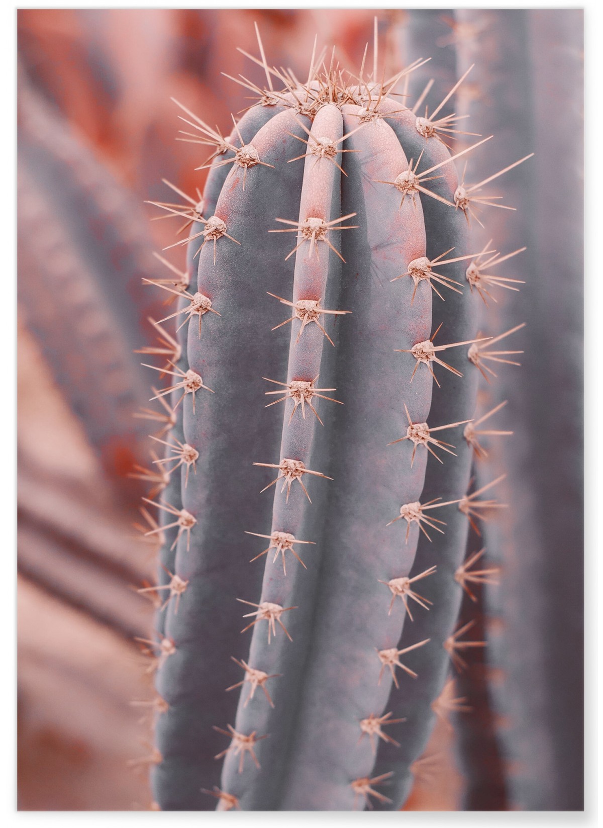 Poster Cactus Saguaro, L'AFFICHERIE