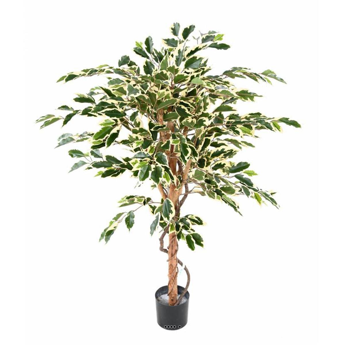 Ficus Benjamina Panache grande feui, ARTIFICIELLES