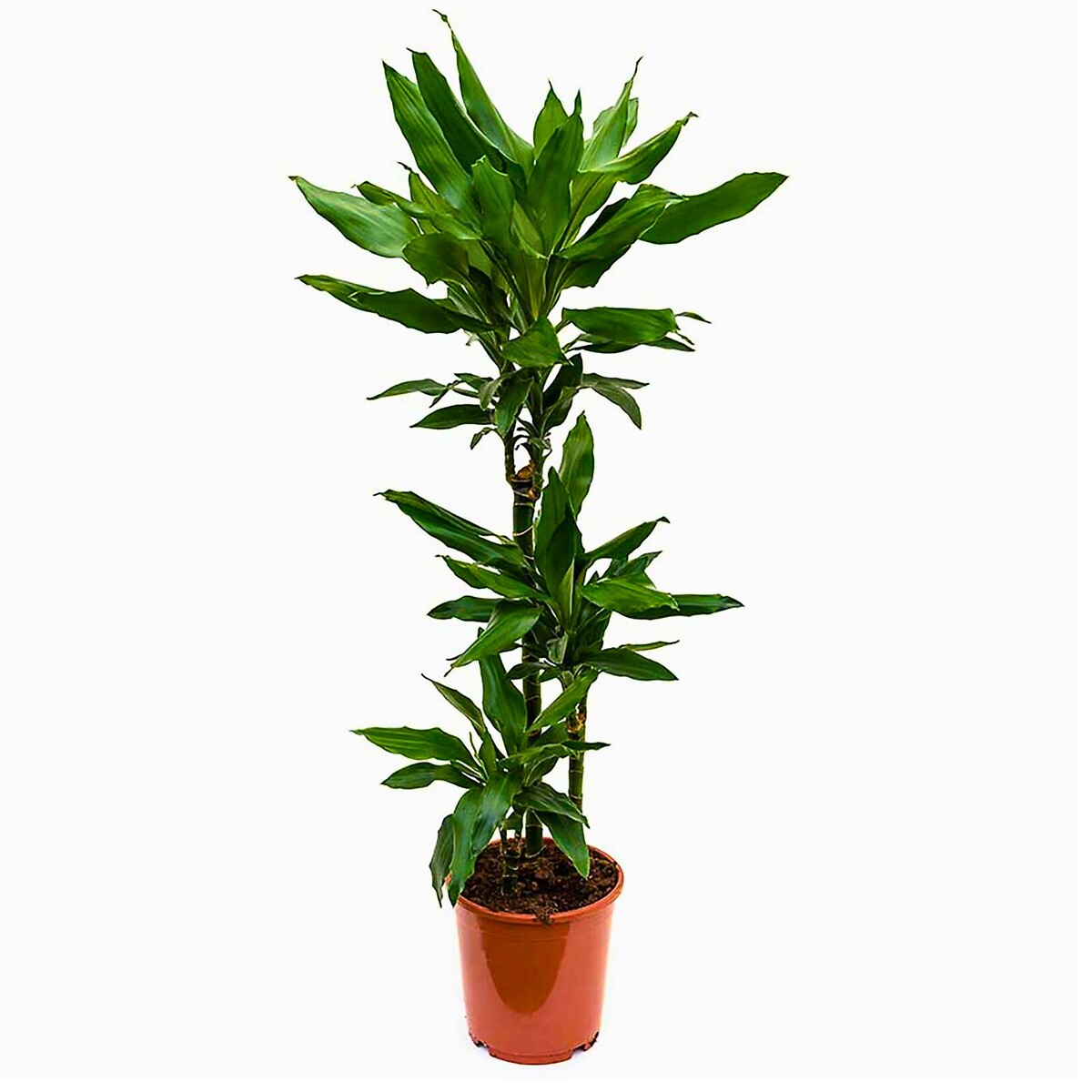 Dracaena Fragans Janet Lind, BIOMA, BIOMA PLANTS