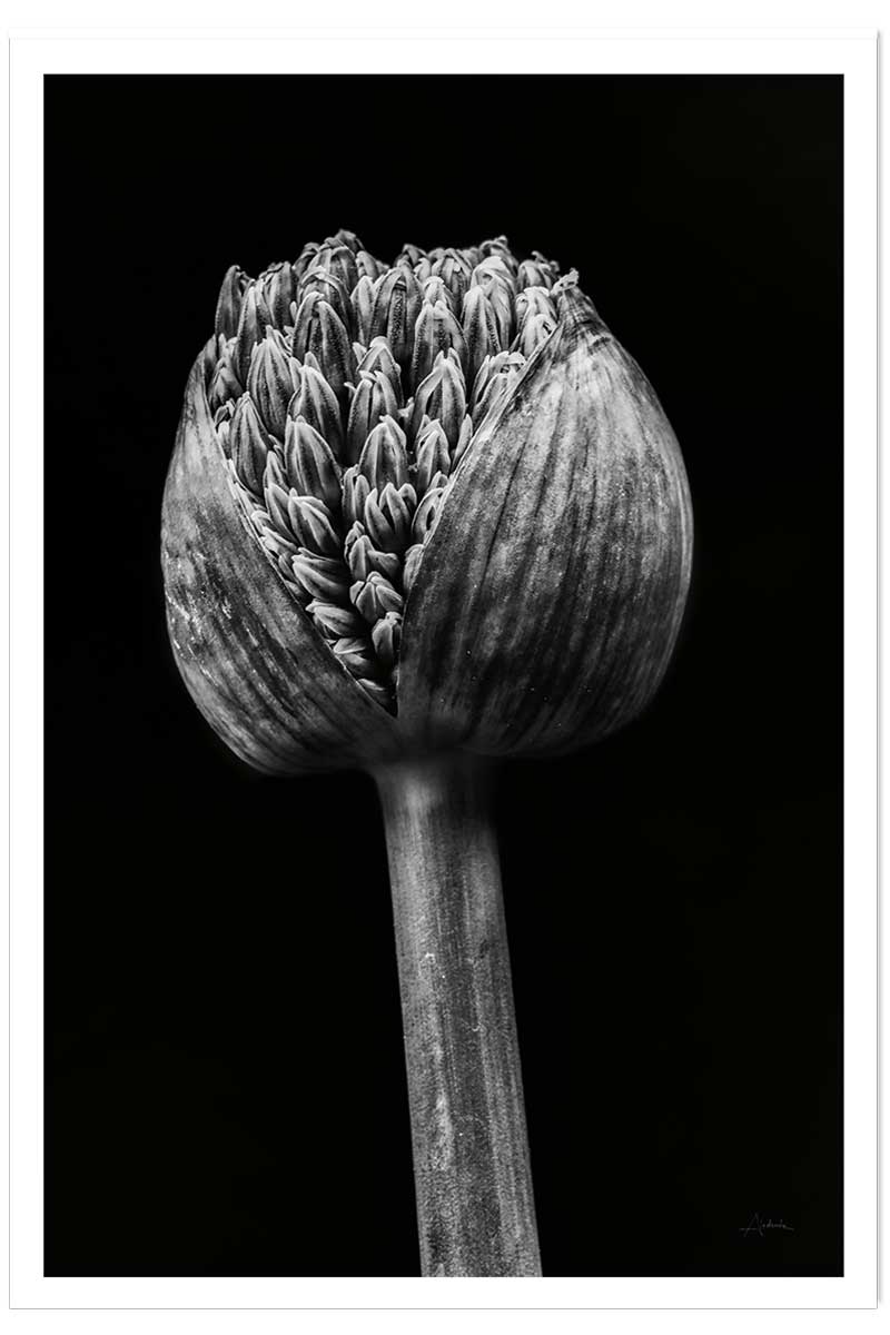 Poster tropical spring palm, HEXOA