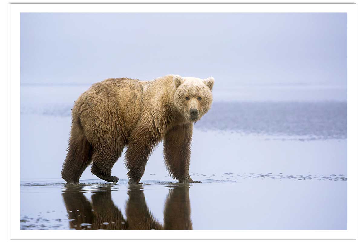 Affiche la marche de l'Ours, HEXOA