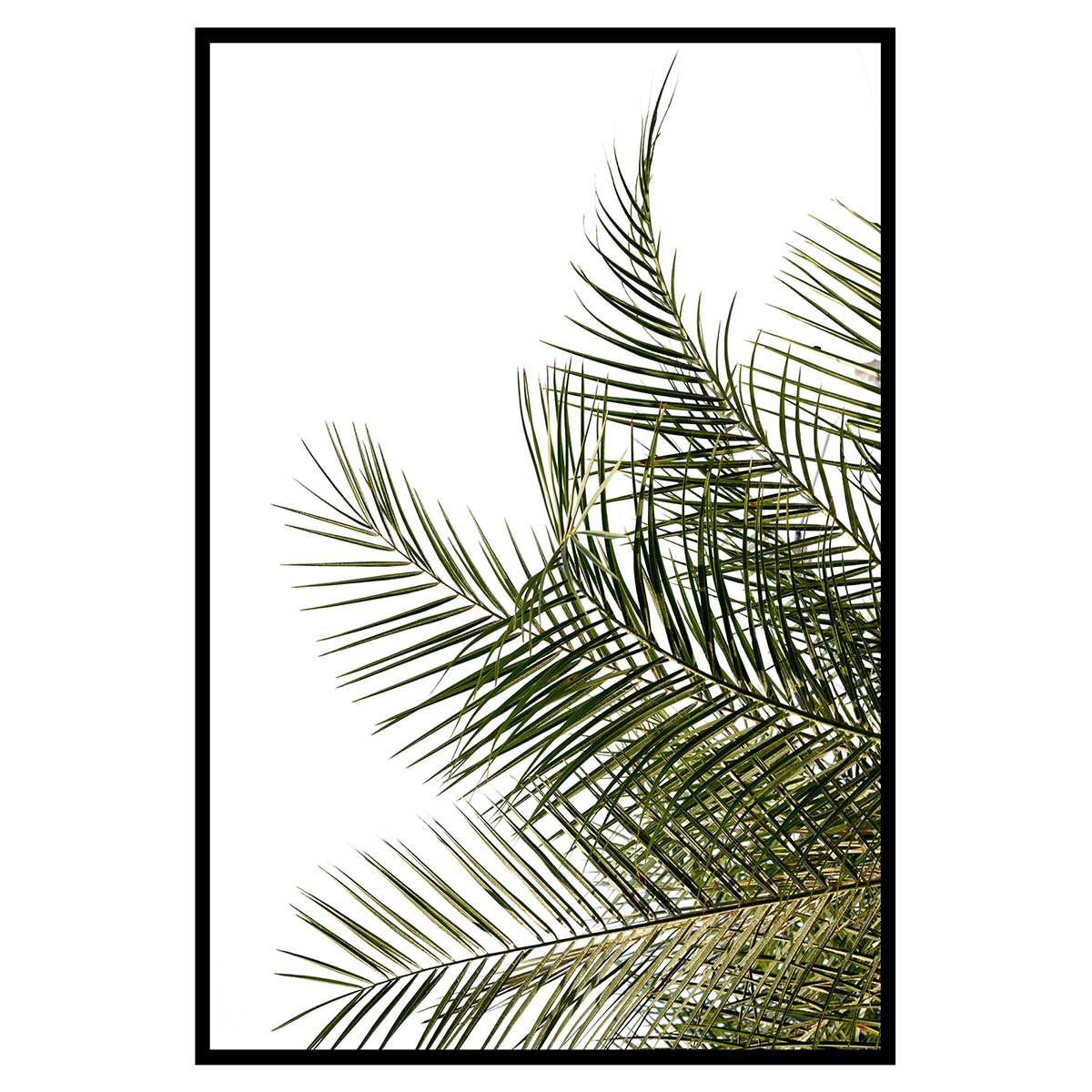 Affiche encadrée feuille de palmier minimaliste fond blanc, HEXOA