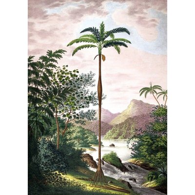 Poster jungle tropicale  Jungle Scenery THE DYBDAHL CO