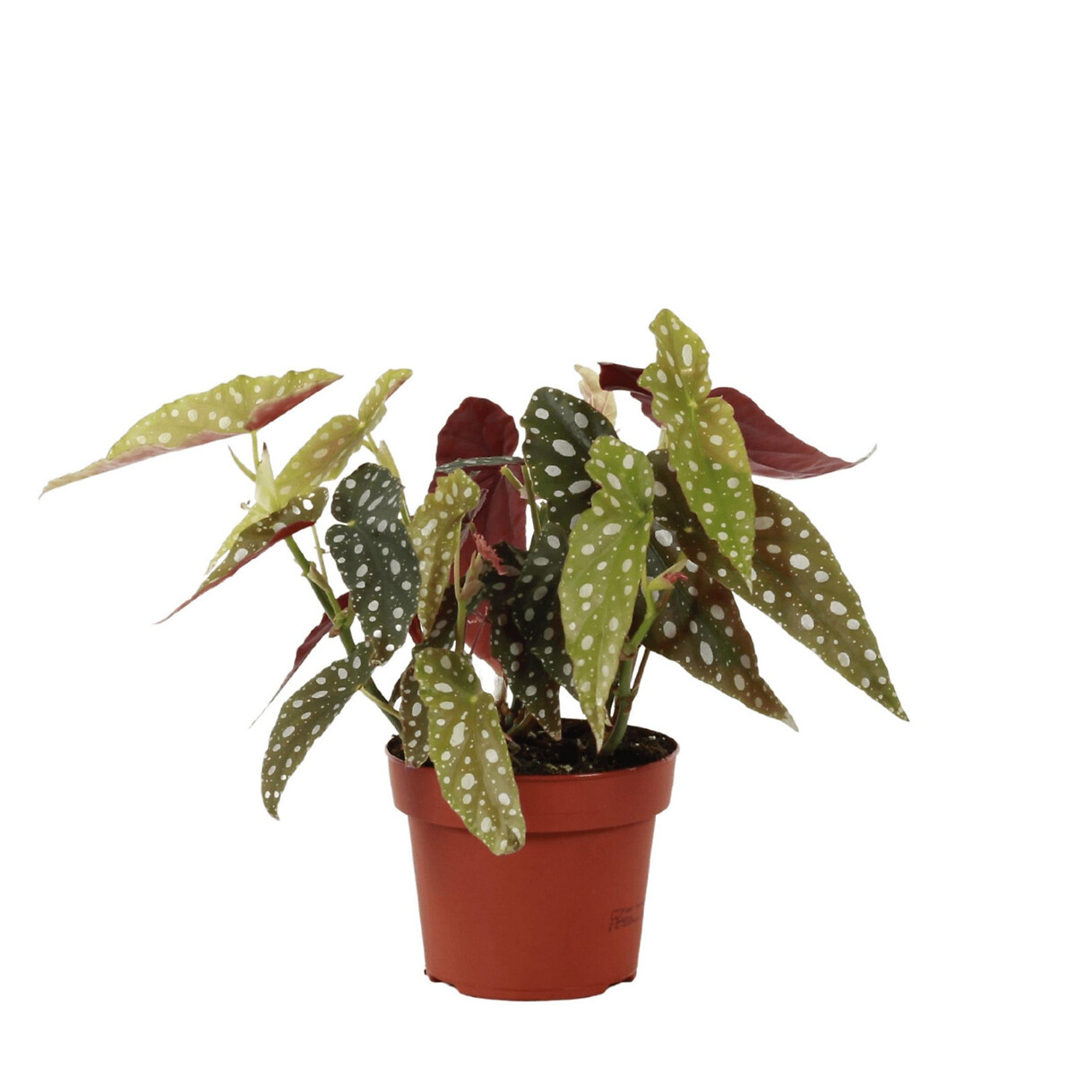 Planta begonia maculata, bioma verde Bioma Plants | La Redoute