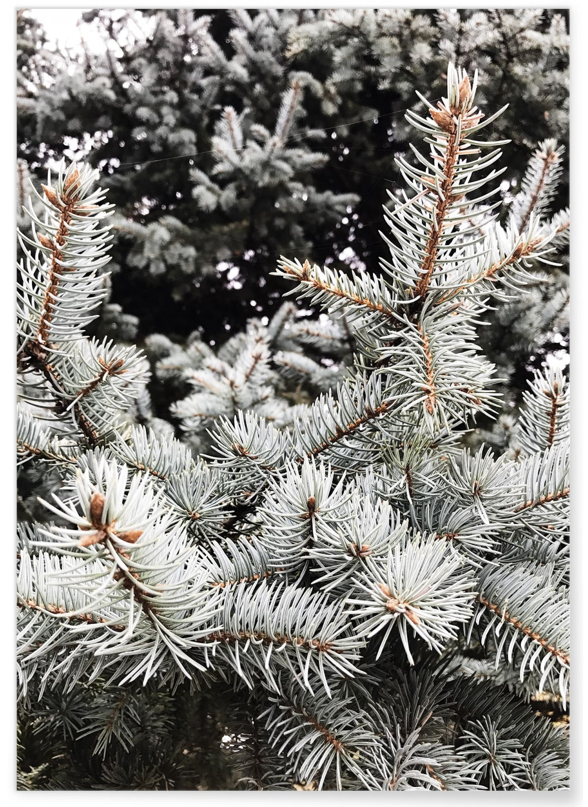 Poster Sapin 1, L'AFFICHERIE