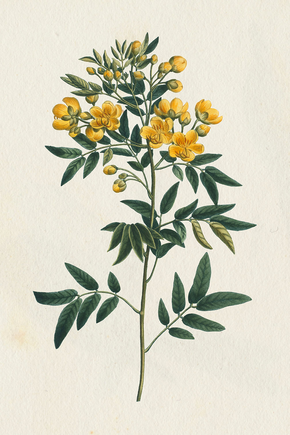 Tableau fleurs millepertuis illustré, HEXOA