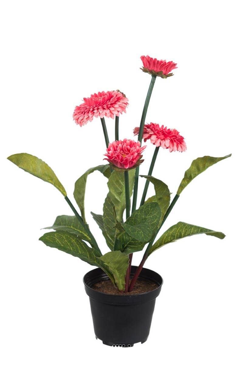 Bellis perennis, paquerettes artificielles, ARTIFICIELLES