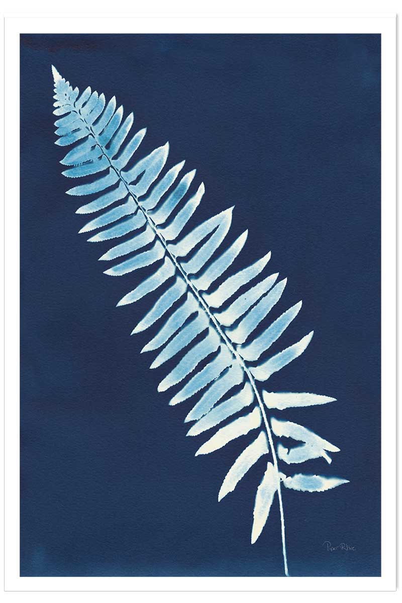 Affiche Fougère bleue, HEXOA