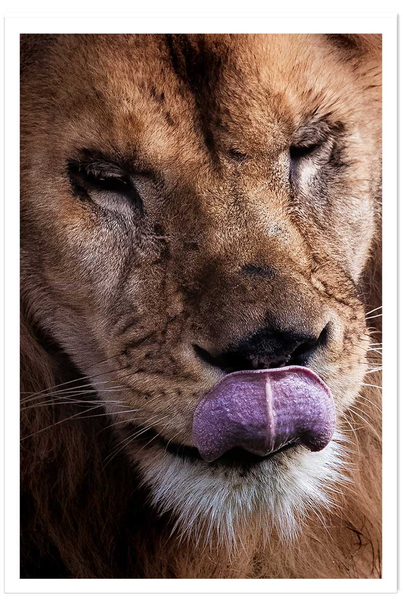 Affiche animaux delice de lion, HEXOA