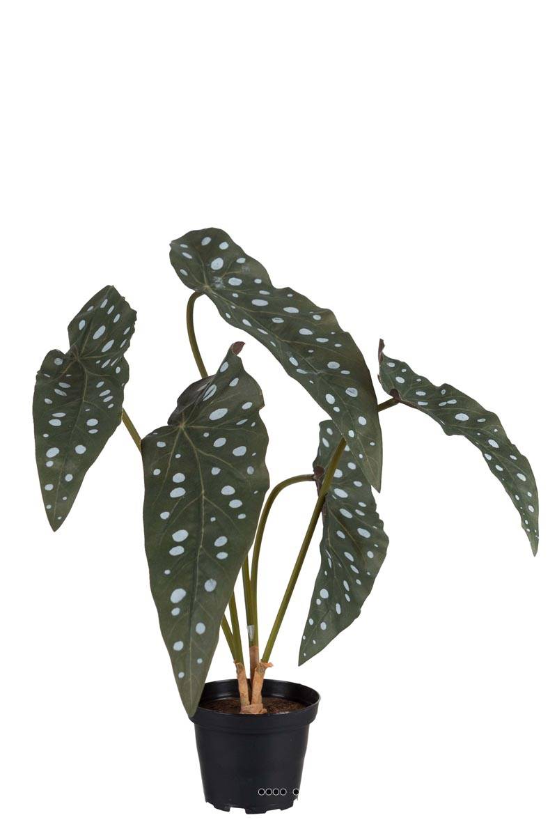 Begonia Maculata factice en pot, ARTIFICIELLES