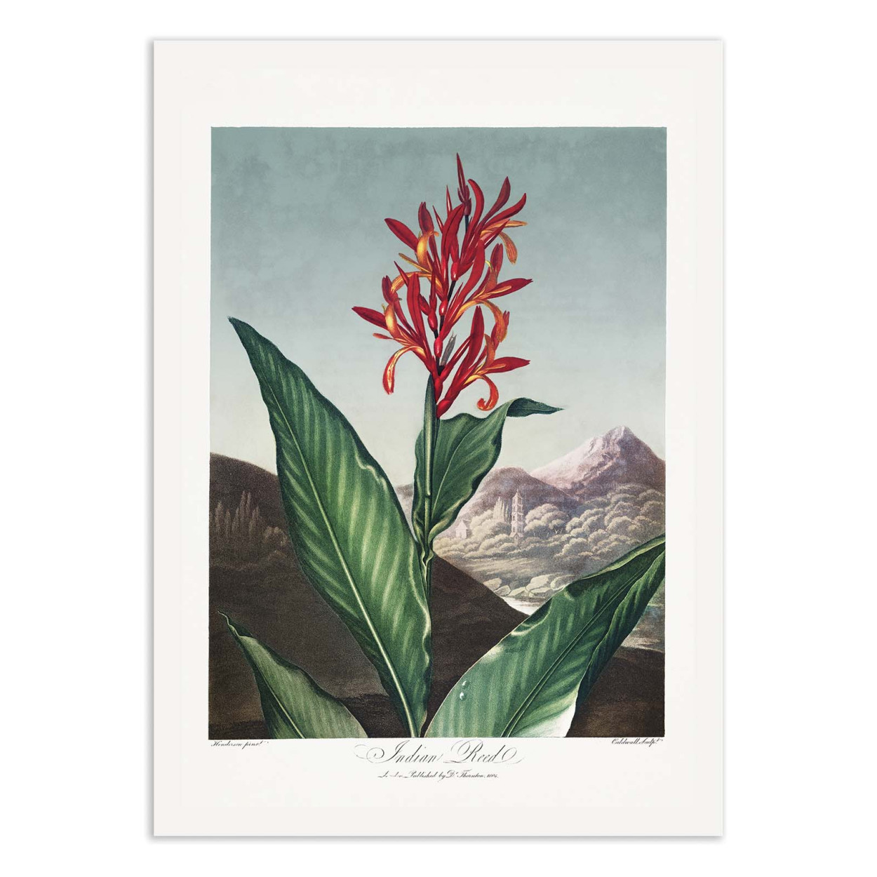 Affiche d'art - Indian Reed from The Temple of Flora (1807) - Robert John Thornton, WALL EDITIONS