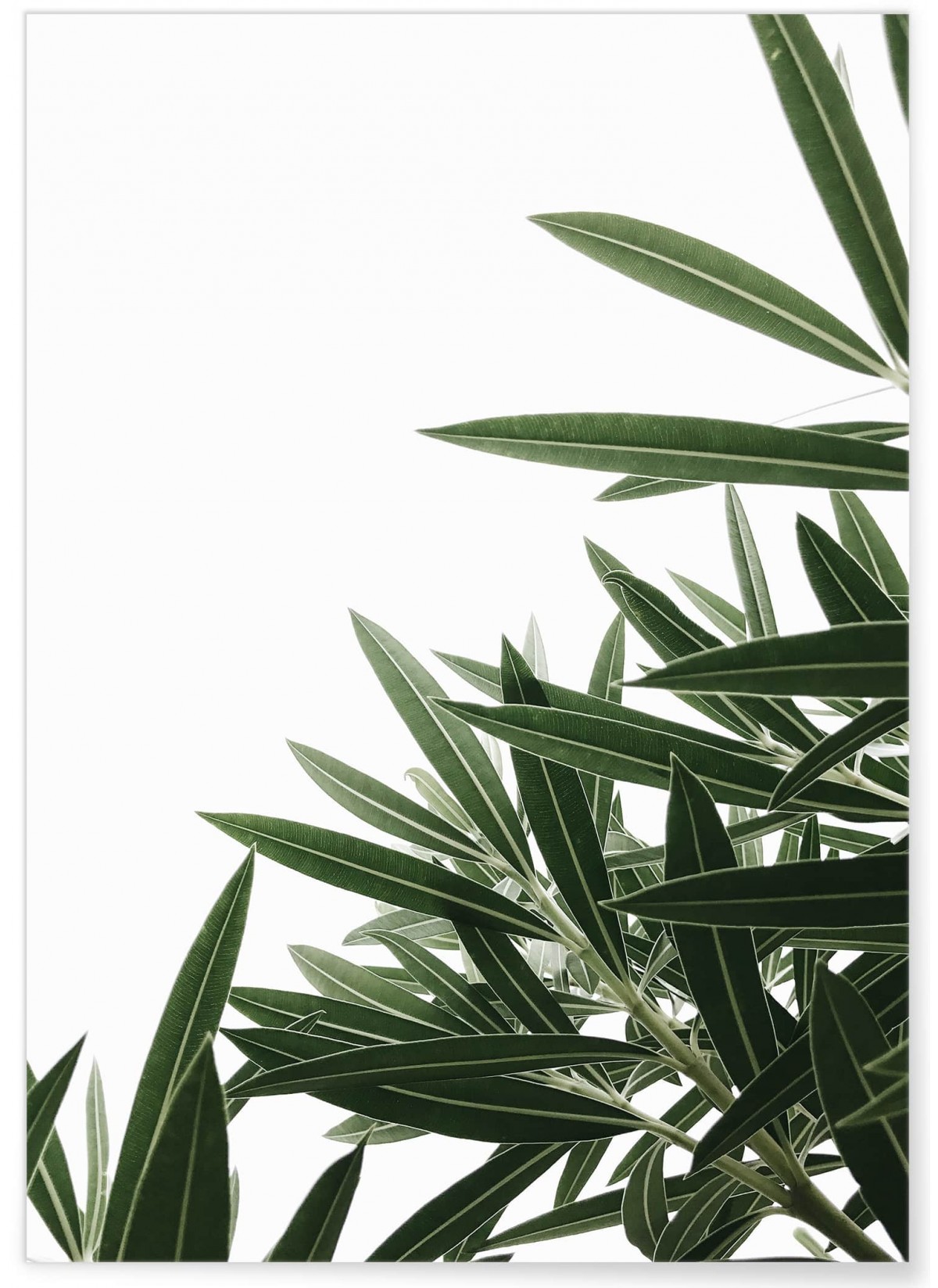 Poster Nature plante verte 1, L'AFFICHERIE