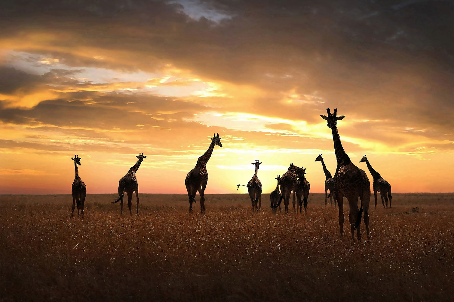 Tableau animaux girafe family, HEXOA