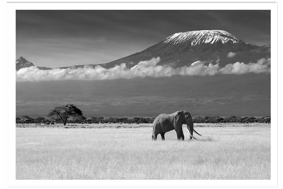Affiche éléphant et kilimanjaro, HEXOA