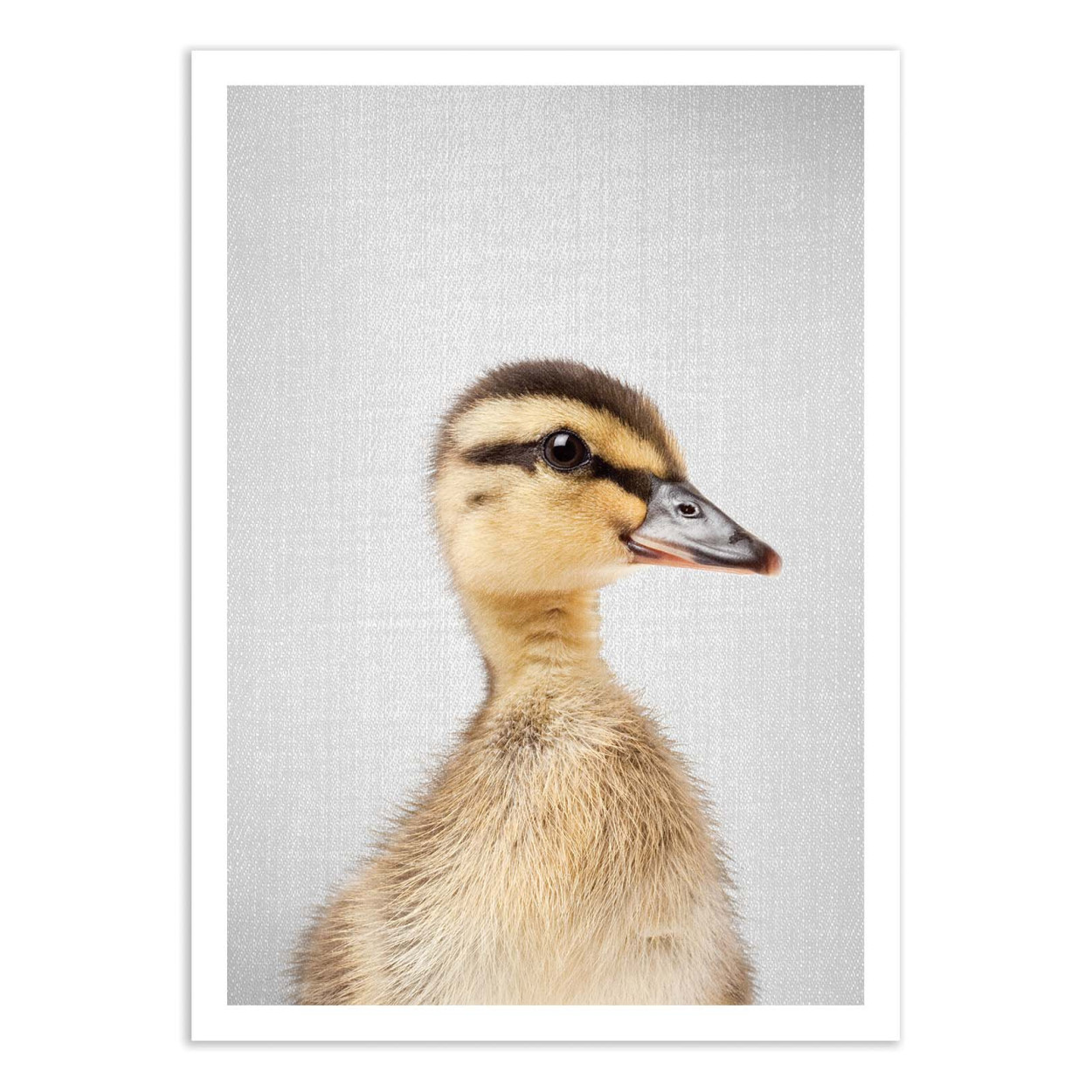 Affiche d’art et cadre noir 50 x 70 cm - Duckling - Gal Design, WALL EDITIONS