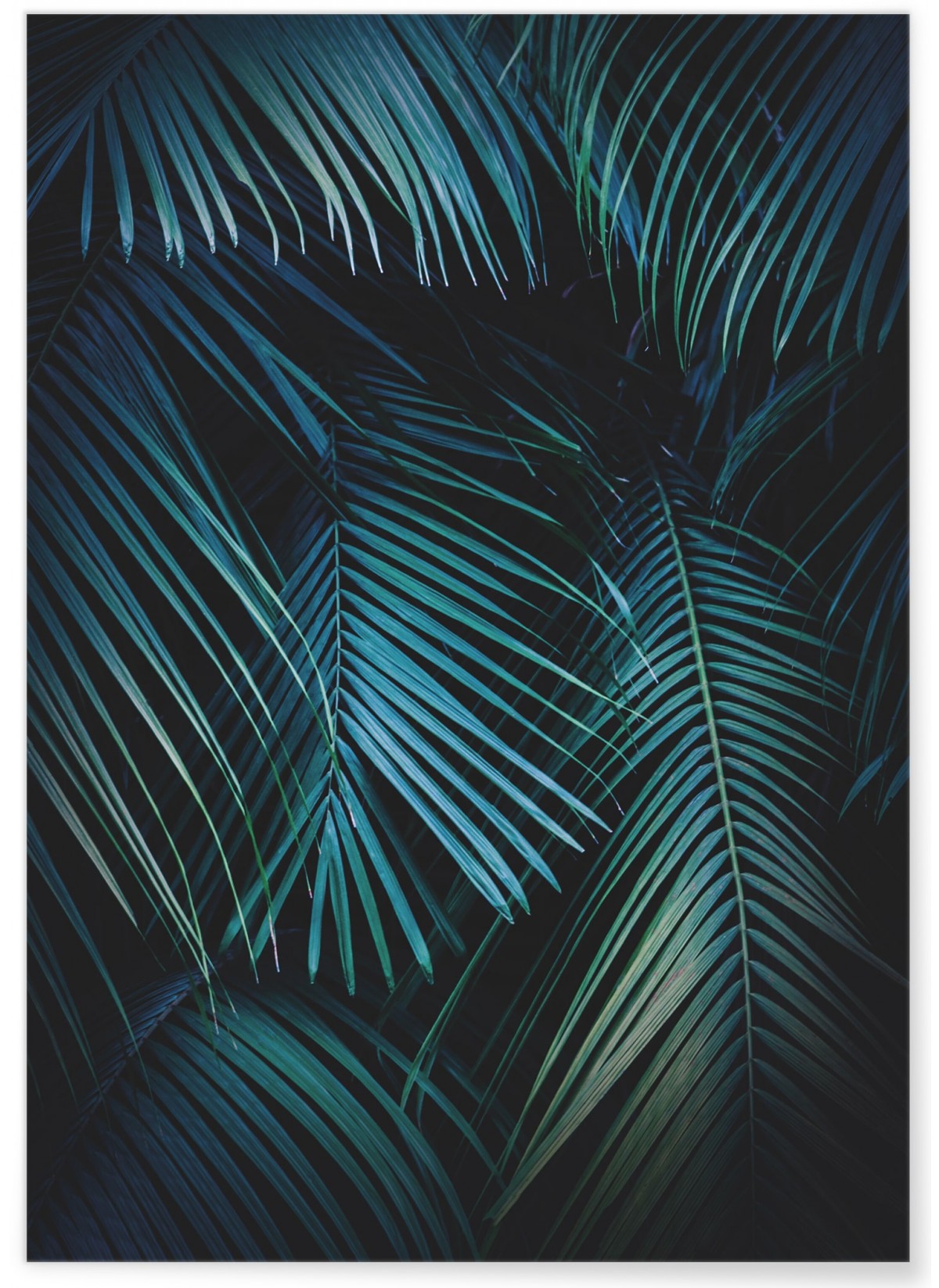 Poster Feuilles de palmier tropical verte, L'AFFICHERIE