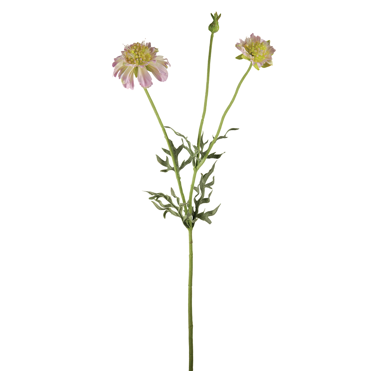 Tige de scabiosa fleurie artificielle H50, SIA DECO