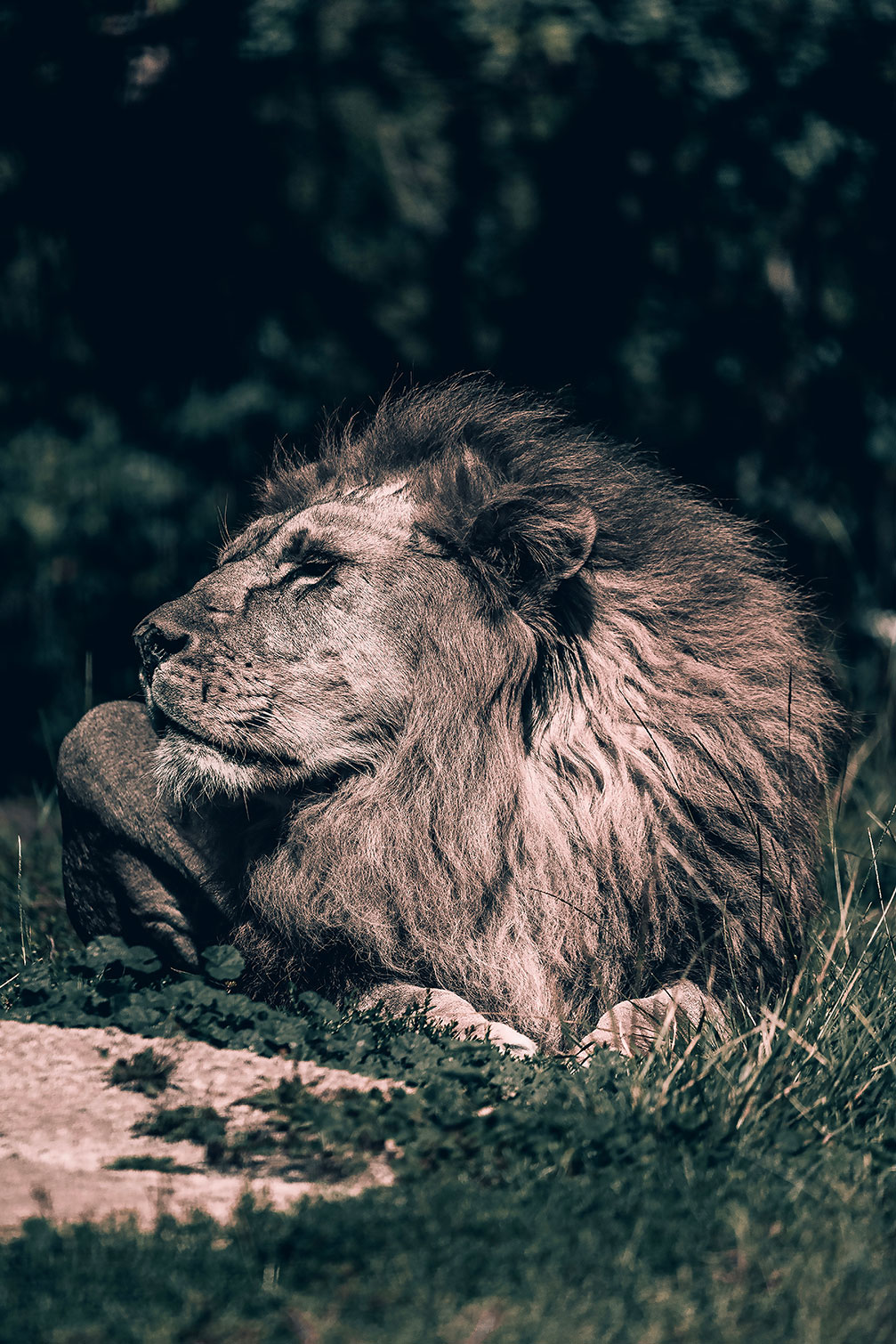 Tableau lion mon roi, HEXOA