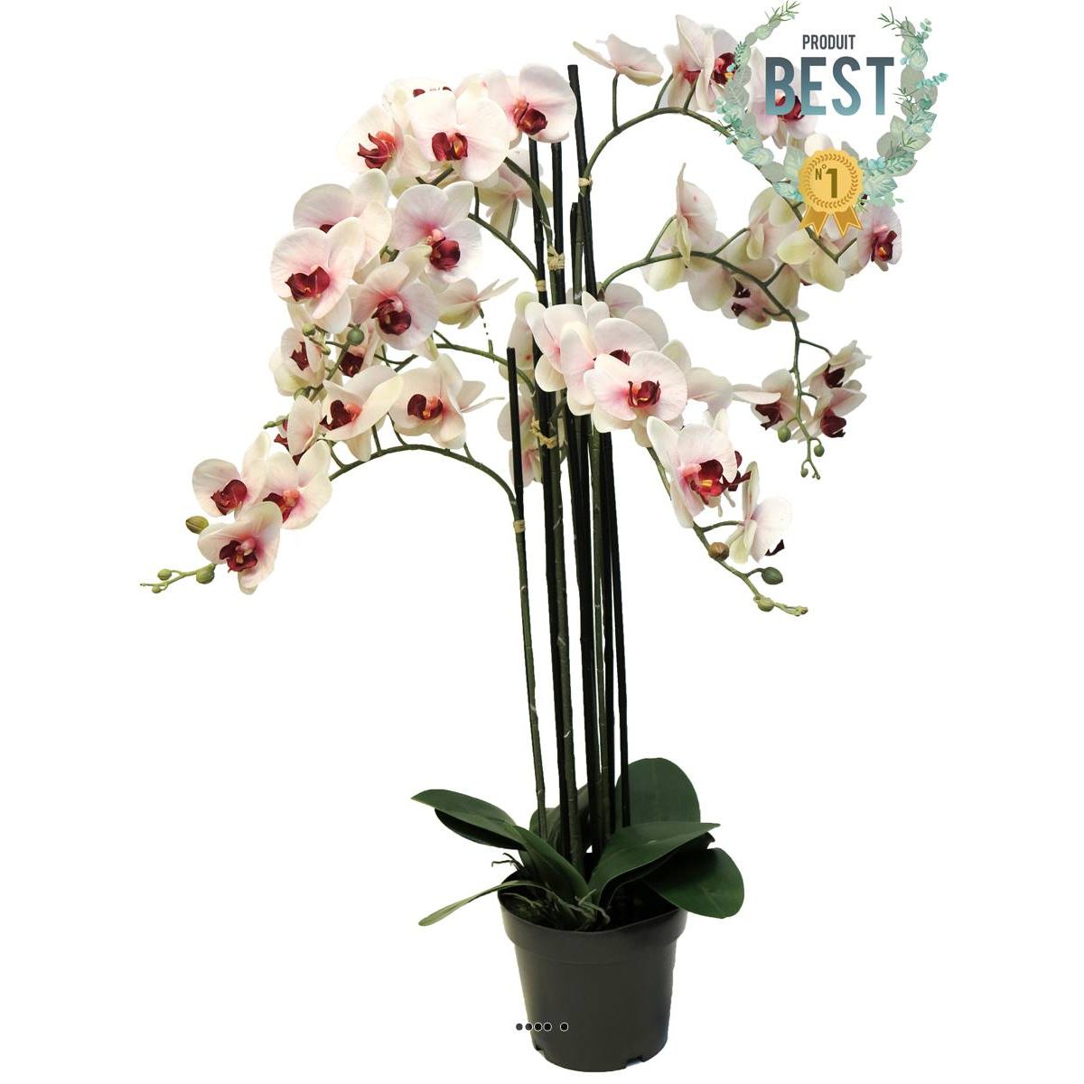 orchidee phalaenopsis facticetop qualite & pot h110cm rose-pale-best - dimhaut: h 110 cm couleur: rose-creme