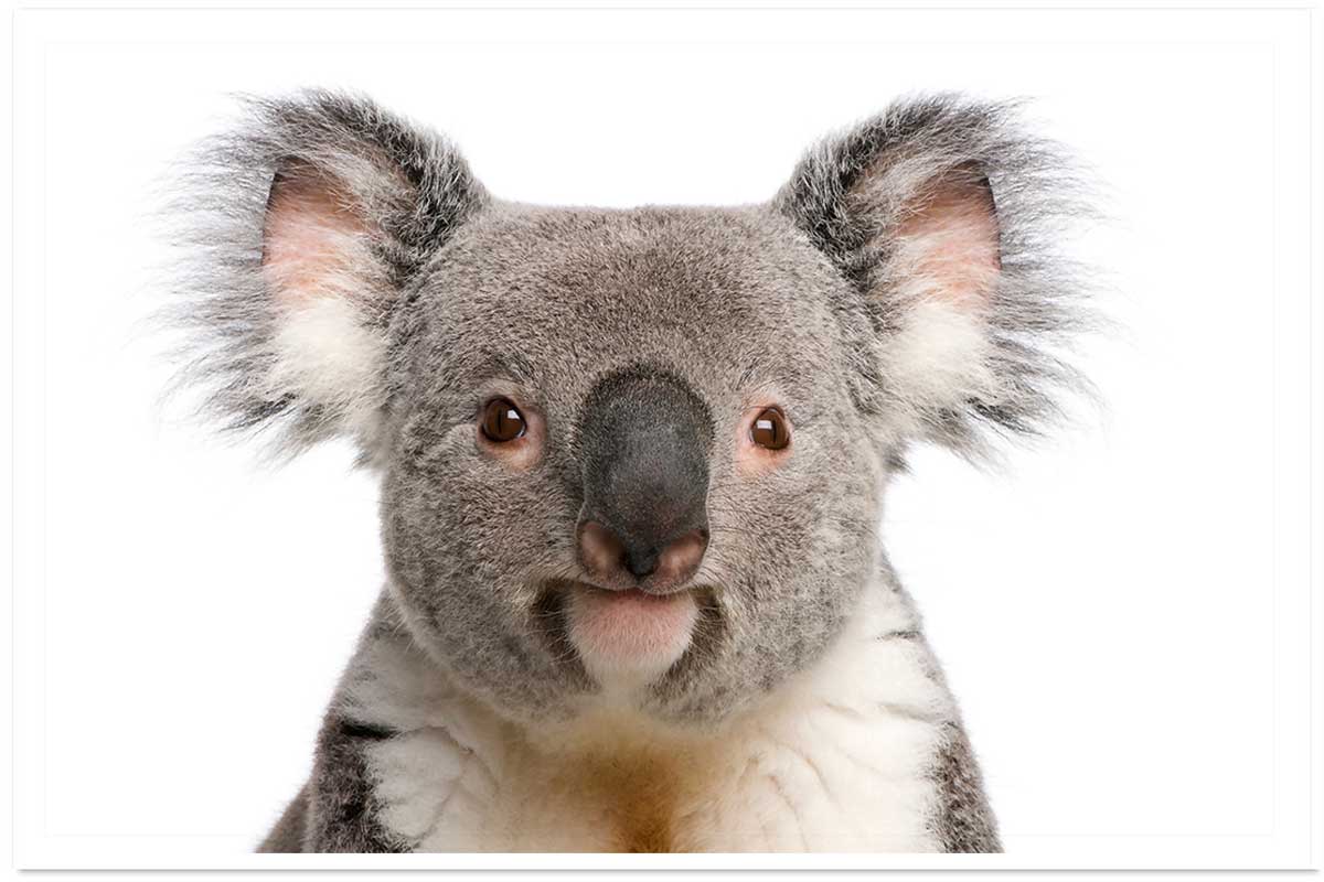 Affiche enfant bébé koala, HEXOA