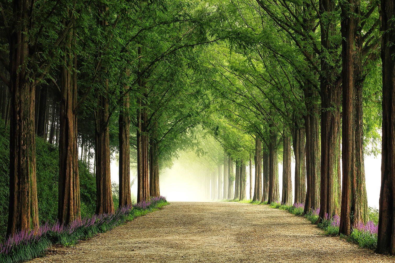Tableau paysage Metasequoia, HEXOA
