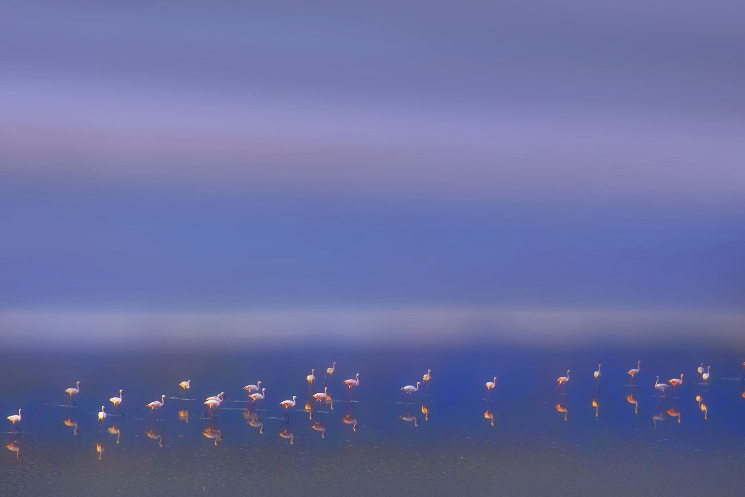 Tableau Flamants Tôt le matin, HEXOA