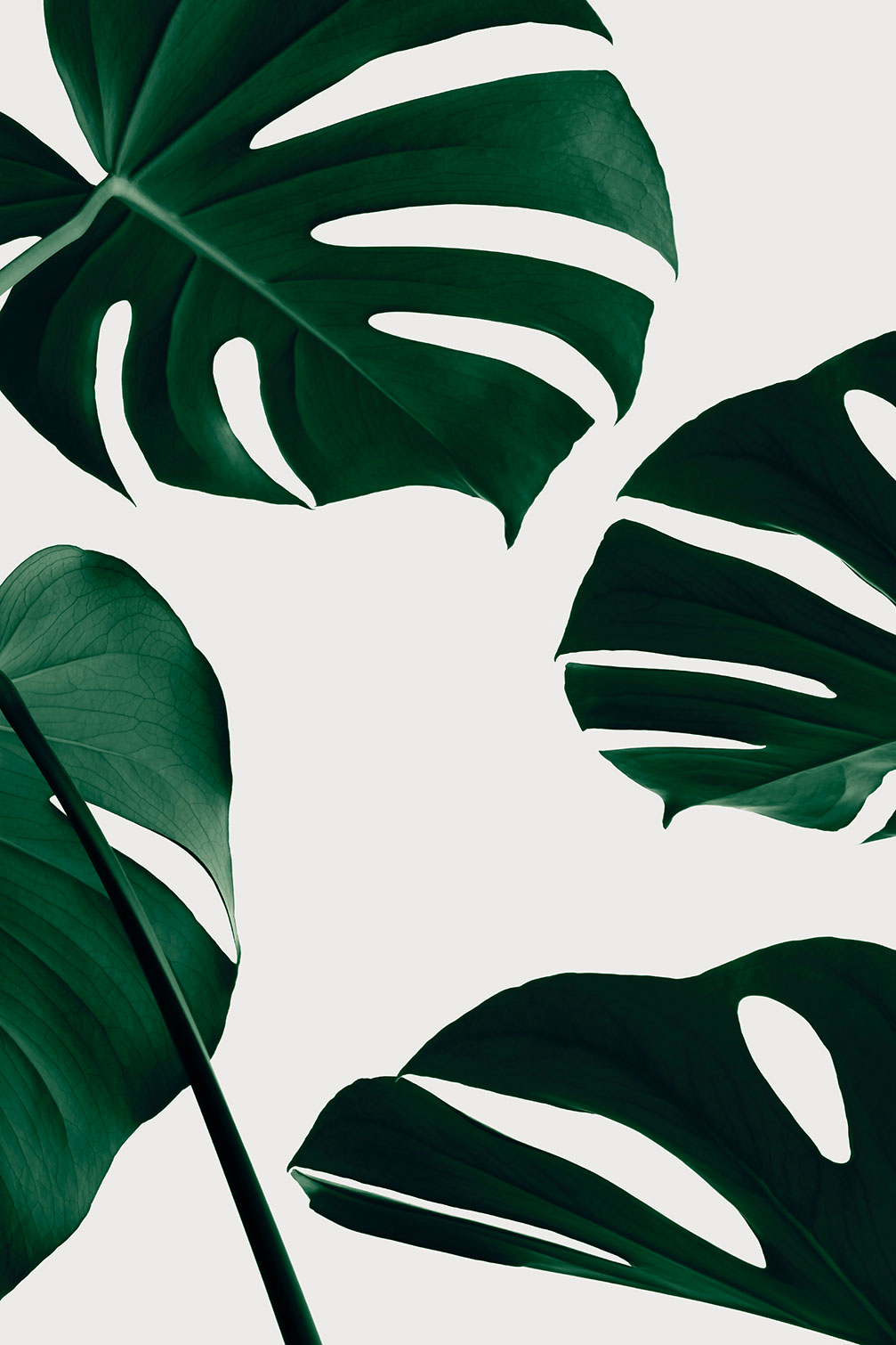 Tableau monstera quattro, HEXOA