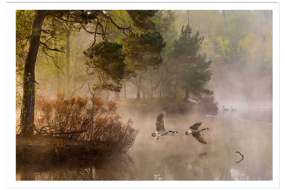 Affiche paysage oies sauvages, HEXOA