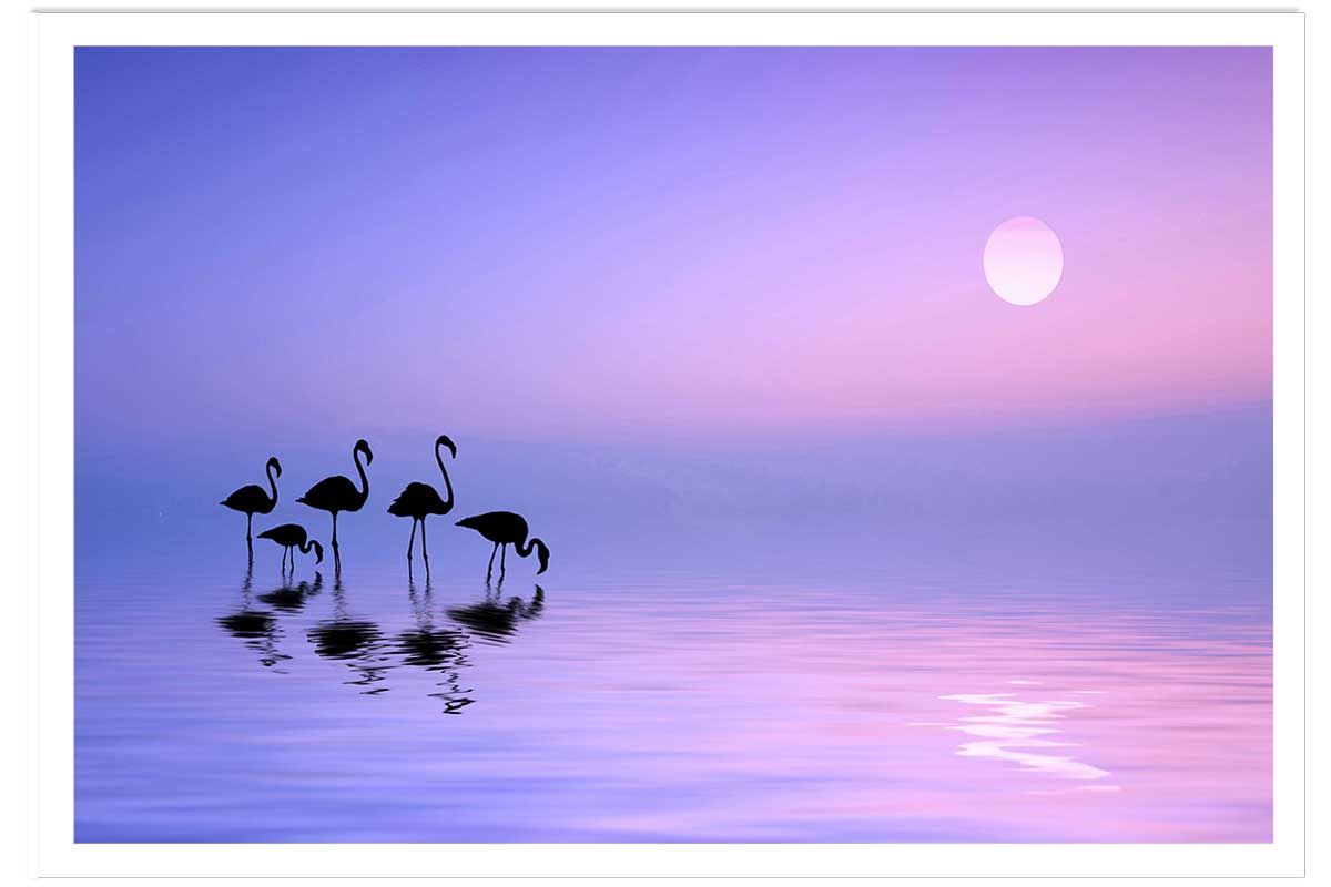Affiche animaux Morning Flamingo, HEXOA