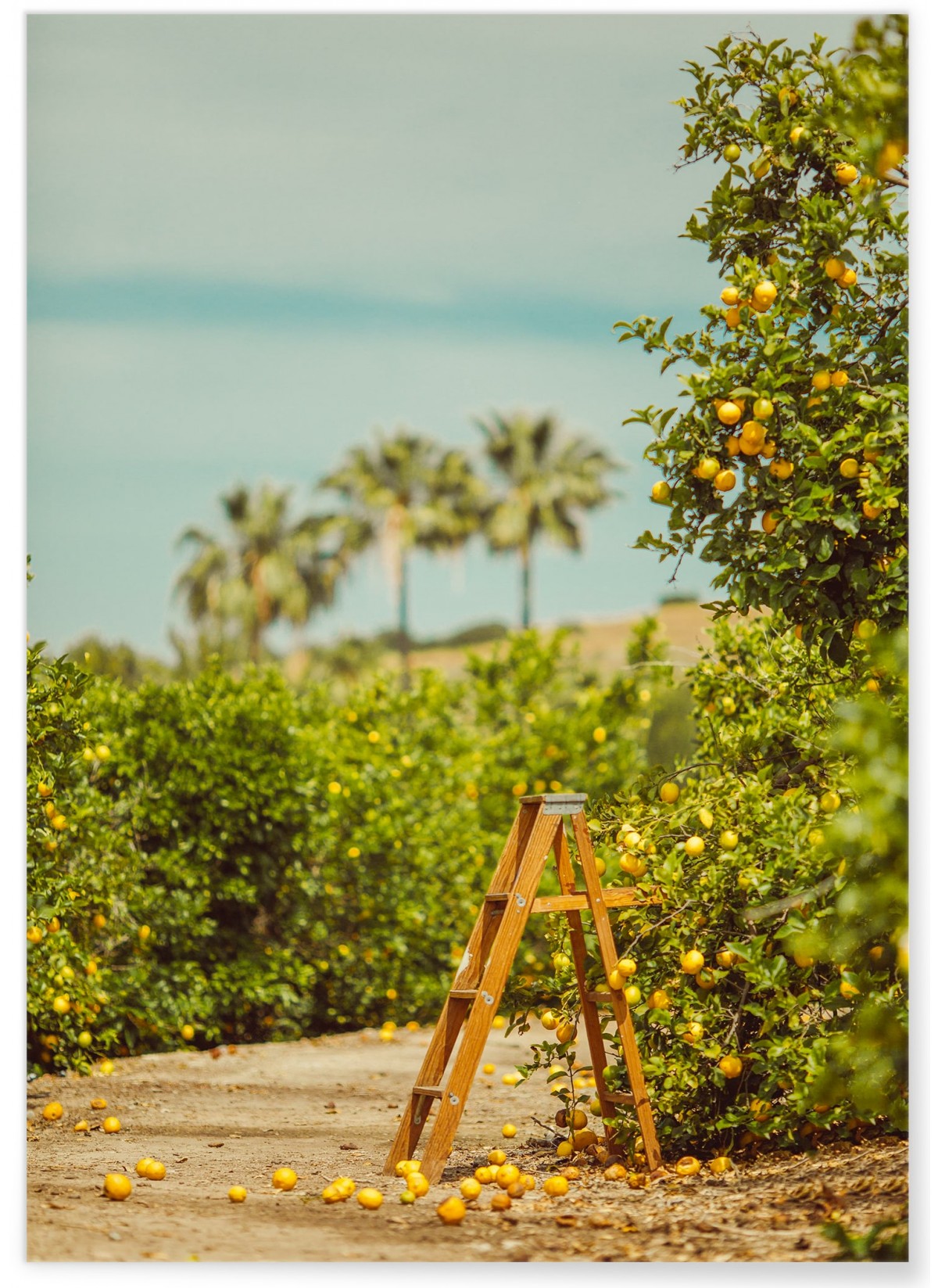 Affiche Lemon Trees, L'AFFICHERIE