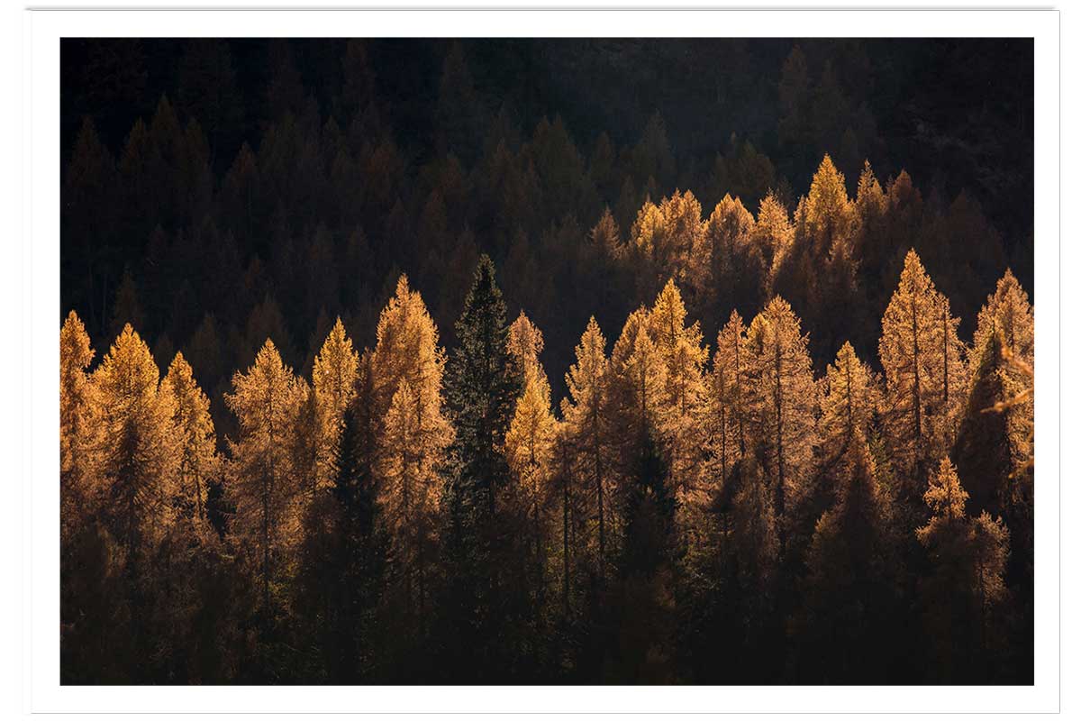 Affiche mélèzes d' automne, HEXOA