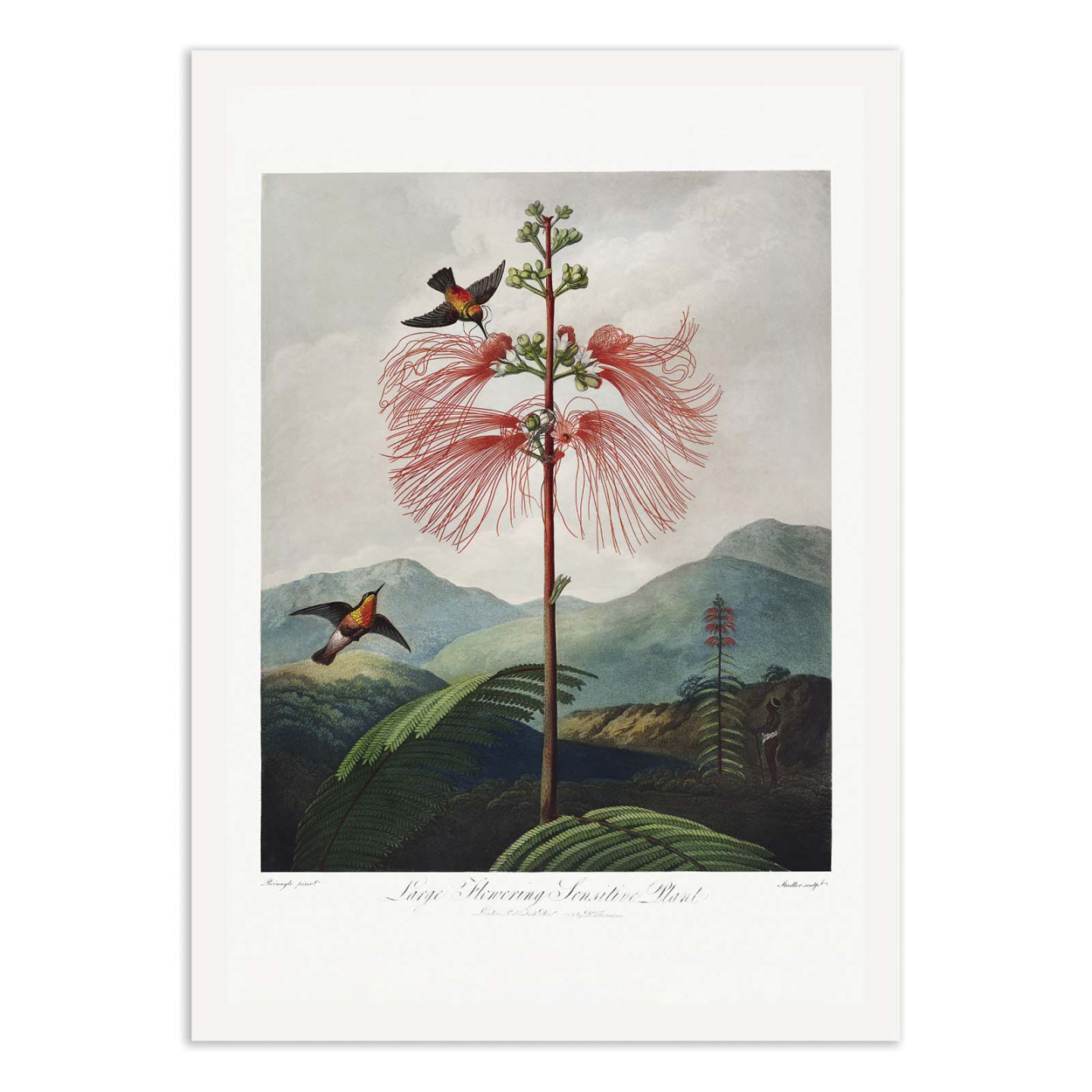 Affiche d'art - Largea - Robert John Thornton, WALL EDITIONS